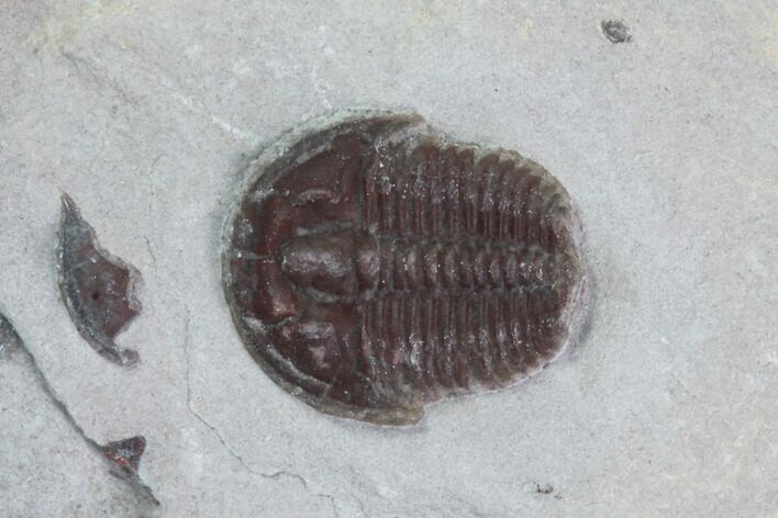 Bolaspidella Trilobite From Wheeler Shale, Utah #97212